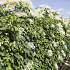Hydrangea anomala petiolaris
