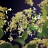 Hydrangea anomala petiolaris