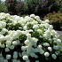 Hydrangea arborescens 'Annabelle'