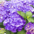 Hydrangea m. 'Little Purple'