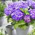 Hydrangea m. 'Little Purple'
