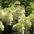 Hydrangea paniculata 'Bobo'