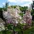 Hydrangea paniculata 'Pinky Winky'