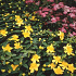 Hypericum calycinum