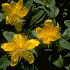 Hypericum calycinum