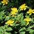 Hypericum calycinum