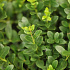 Ilex crenata 'Dark Green'