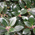 Ilex meserveae 'Heckenpracht'