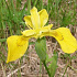 Iris pseudacorus