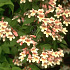 Kolkwitzia amabilis