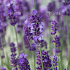 Lavandula angustifolia 'Hidcote'