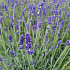 Lavandula angustifolia 'Hidcote'