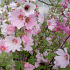 Lavatera 'Barnsley'