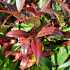 Leucothoe 'Zeblid'