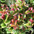 Leucothoe axillaris 'Curly Red'