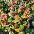 Leucothoe axillaris 'Curly Red'