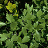 Levisticum officinale