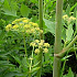 Levisticum officinale