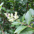 Ligustrum ovalifolium