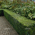 Ligustrum ovalifolium