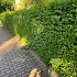 Ligustrum ovalifolium