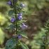 Lobelia siphilitica