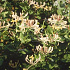 Lonicera caprifolium