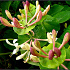Lonicera caprifolium