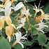 Lonicera jap. 'Hall's Prolific'