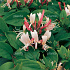 Lonicera japonica 'Red World'