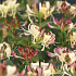 Lonicera periclymenum 'Belgica Select'