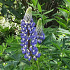 Lupinus 'Gallery Blue'