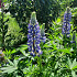 Lupinus 'Gallery Blue'