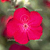 Lychnis coronaria
