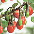 Lycium barbarum
