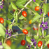 Lycium barbarum