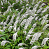 Lysimachia clethroides