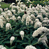 Lysimachia clethroides