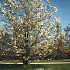 Magnolia kobus