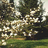 Magnolia kobus