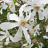 Magnolia kobus