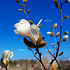 Magnolia st. 'Royal Star'