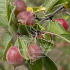 Malus 'Evereste'