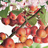 Malus 'Evereste'