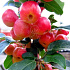 Malus 'Red Sentinel'