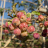 Malus 'Red Sentinel'