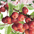 Malus 'Red Sentinel'