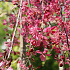 Malus 'Royal Beauty'