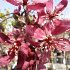 Malus 'Royal Beauty'
