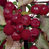 Malus 'Royal Beauty'